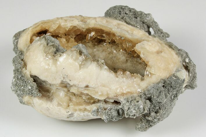 Fossil Clam with Fluorescent Calcite Crystals - Ruck's Pit, FL #194212